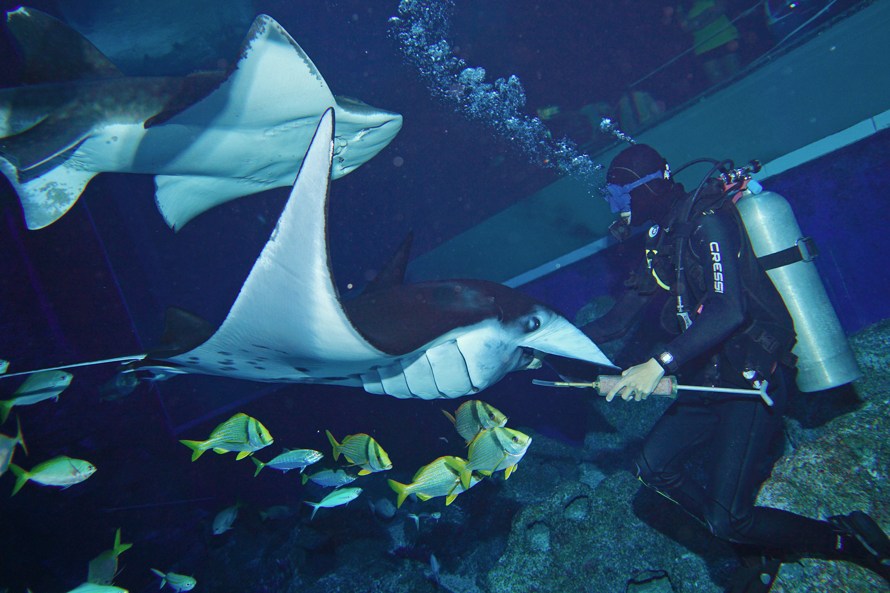 manta ray aquarium